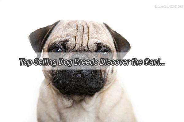 Top Selling Dog Breeds Discover the Canine Stars That Are Taking the Pet World by Storm